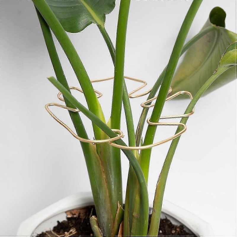 Monstera plant support system 5 pieces durable indoor garden stabilisers